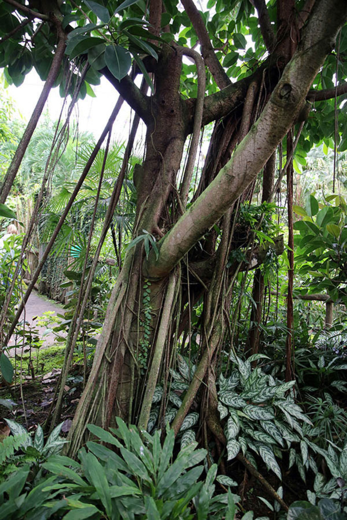 Gondwanaland im Zoo Leipzig | Das Team hinter BILDLEXIKON LEIPZIG bündelt historische wie aktuelle Informationen über die Stadt Leipzig in Text und Bild auf einer Plattform und stellt diese der interessierten Öffentlichkeit zur Verfügung.