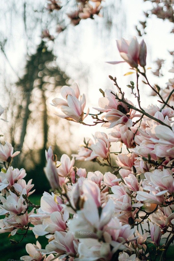 20220323_PaulHense_S0003_DSC03341 | paulhense - Realisiert mit Pictrs.com