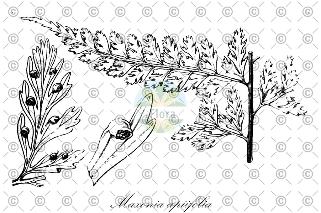 HistAbb_wfo-0001062837_1_ENZY_Simple | Historische Abbildung von Maxonia apiifolia - Dryopteridaceae | Historical Illustration of Maxonia apiifolia - Dryopteridaceae