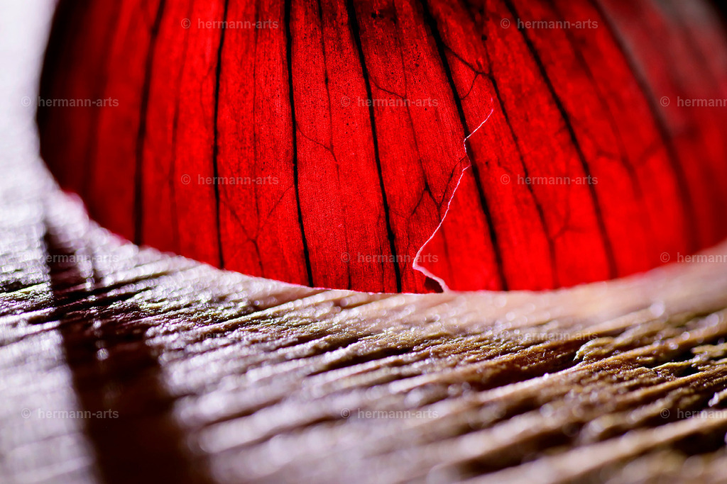 Fruits-Art-006 | Photo Foto Kunst Art schwarzweiss Bilder Rheine Münster Berlin Blumen 