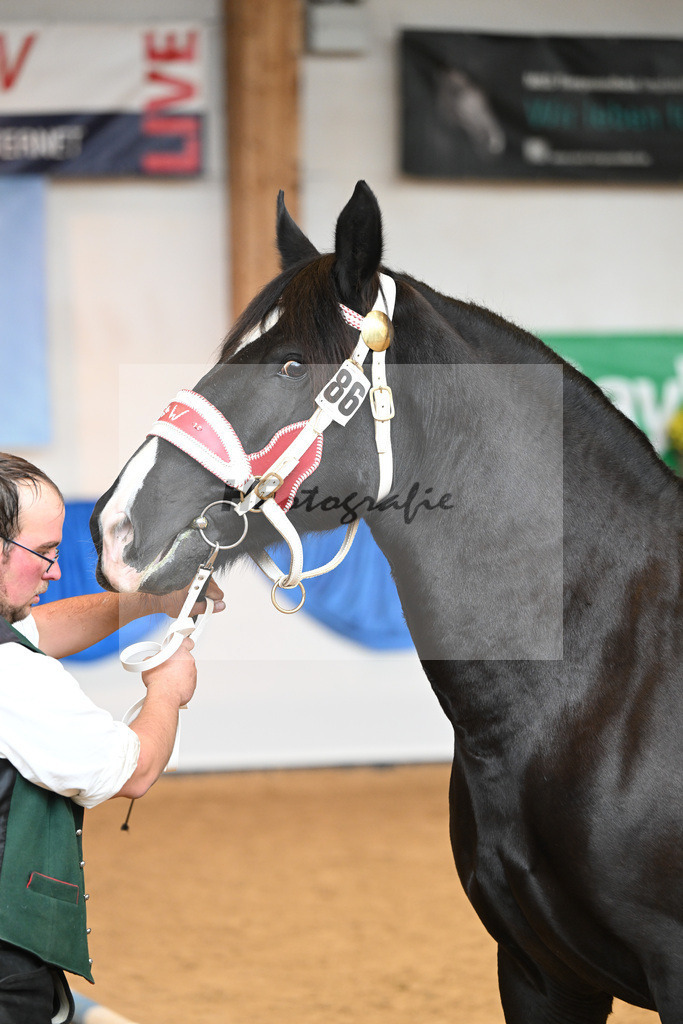 Kat-Nr. 86 Heidi_Fritzmeier_53220475 | hf-fotografie - Realisiert mit Pictrs.com