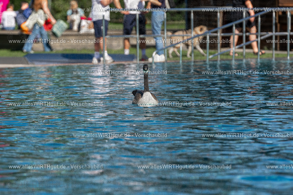 Hundeschwimmen_Volksbad_2026-allesWIRTHgut_Tierfotografie-2609061121-FAY06208 | Professionelle Tierfotografie in Mönchengladbach von Daniel Wirth (allesWIRTHgut). Liebevolle & natürliche Bilder von Hunden & Katzen für unvergessliche Erinnerungen.