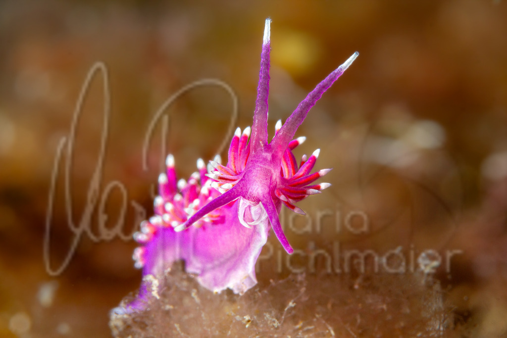 Edmunsella pedata | nudibranch / Nacktschnecke / nudibranquio - Realisiert mit Pictrs.com