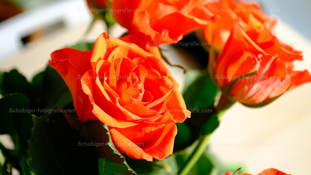 Rote Rosen | Rosen (Rosa) sind die namensgebenden Pflanzen der taxonomischen Gattung und Familie der Rosengewächse (Rosaceae). Die Gattung umfasst je nach Auffassung des Autors 100 bis 250 Arten auf der Nordhalbkugel, weltweite Gesamtzahlen sind derzeit noch schwierig zu benennen. - Realisiert mit Pictrs.com