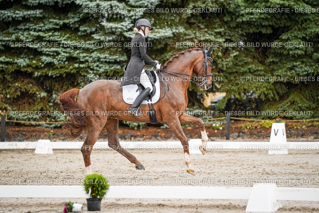 DSC09365 | Pferdegrafie