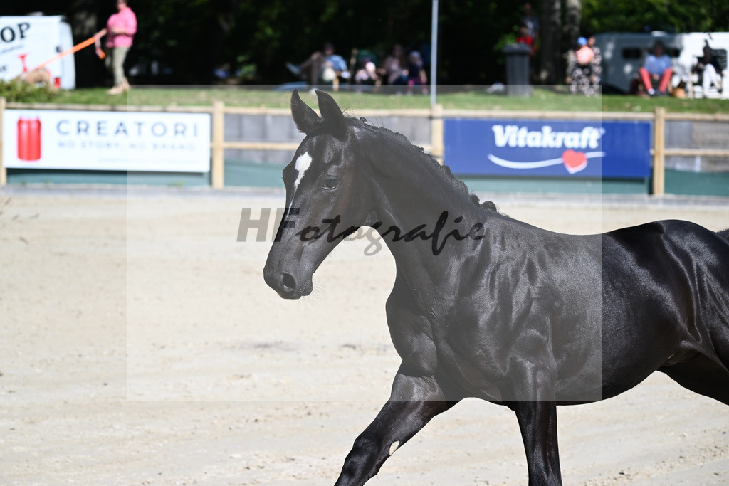 Praesentation Auktionsfohlen_36230075 | hf-fotografie - Realisiert mit Pictrs.com