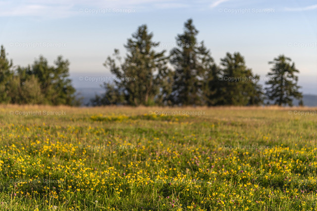 CRO_Kids_Nature4_Bokeh | sparepix - Realisiert mit Pictrs.com