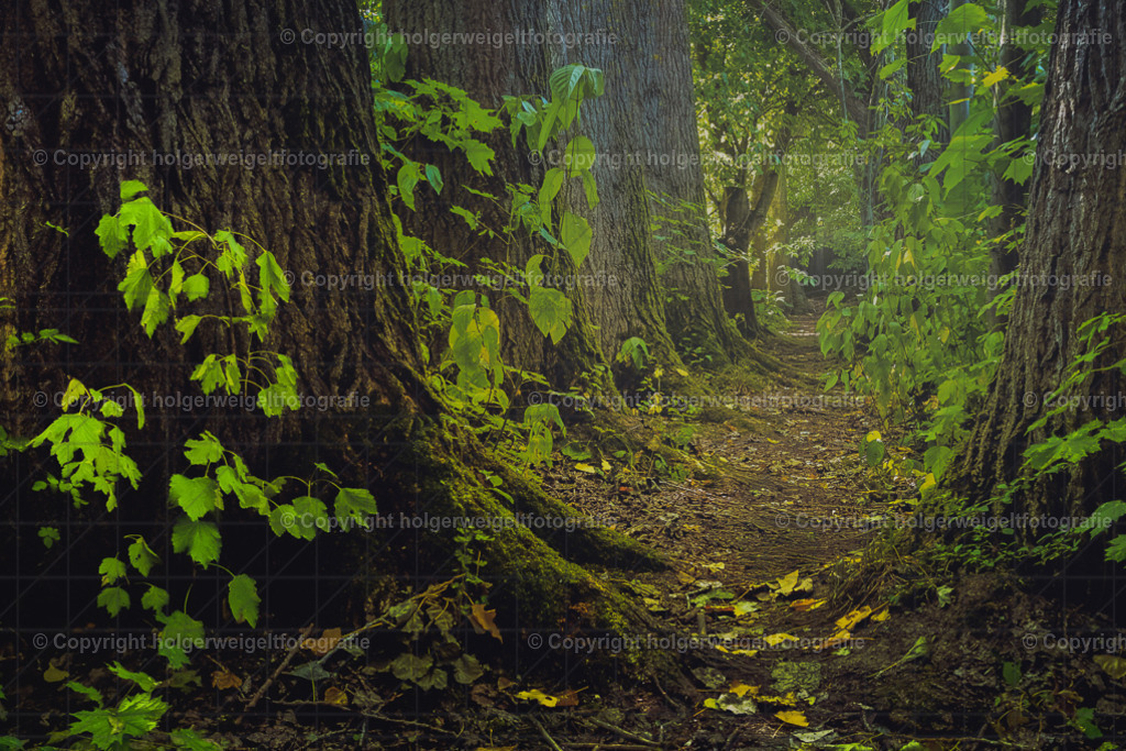 20250920133825_DSC2036-Bearbeitet | Kaufen sie online außergewöhnliche Fotografien auf Leinwand Acrylglas Fotoprint Aludibond von holgerweigeltfotografie - Realisiert mit Pictrs.com