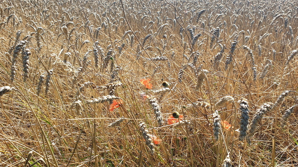 Weizenfeld  | Weizenfeld fotografiert am Kap Arkona auf der Insel Rügen - Realisiert mit Pictrs.com