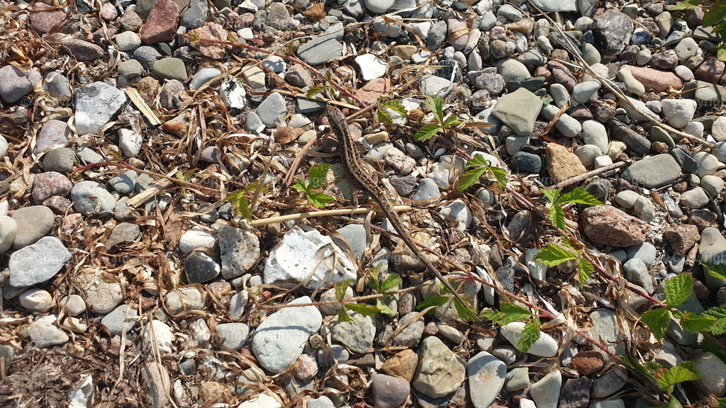 Zauneidechse | Zauneidechse am Steilufer der Landzunge Reddevitzer Höft am Greifswalder Bodden - Realisiert mit Pictrs.com