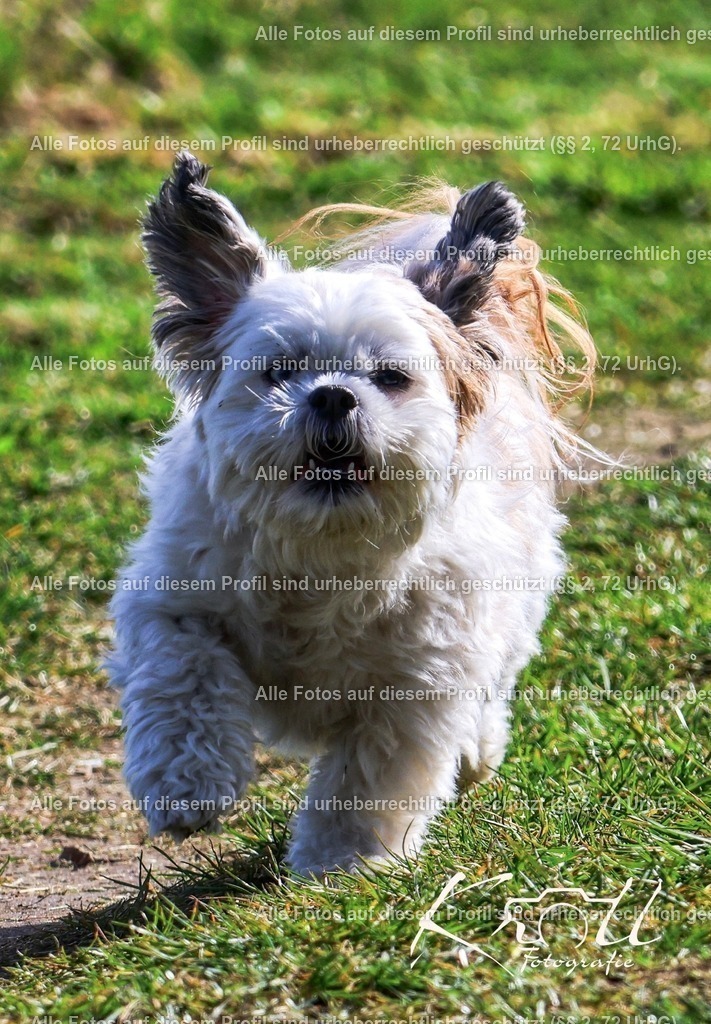 Photo_1711628935938 | krollfotografie - Realisiert mit Pictrs.com