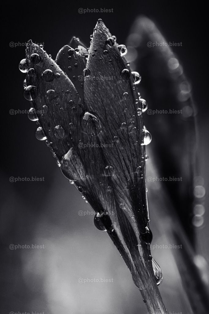 Krokustropfen in S/W | Viele Tropfen auf Krokus. - Realisiert mit Pictrs.com