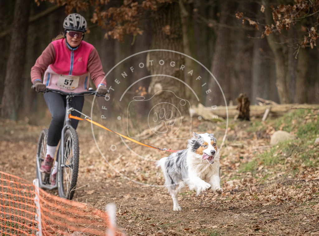 Pfotenfotografie_DV3A1981 | Hundefotografie, Tierfotograf, Pfotenfotografie, Fotoshooting Hund, Hunde Portrait, Hundesport, Hundeportraits, Heideshooting, Hunde, Sportfotograf, Hundefotograf, Turnierhundsport, THS,  - Realisiert mit Pictrs.com