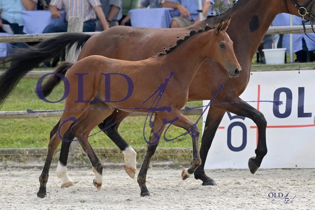 06 DE 433332224723 FRE Escaneno - Benicio - Diamond HitDSC_2824_s | <meta name="description" content="★Offizieller Merchandise und Foto-/Videostore des Oldenburger Verbandes.★ ✅Jetzt auch digital Ausdrucke erhältlich." />
<meta name="keywords" content="Merchandise Foto-/Videostore Oldenburger Verband Photographie 