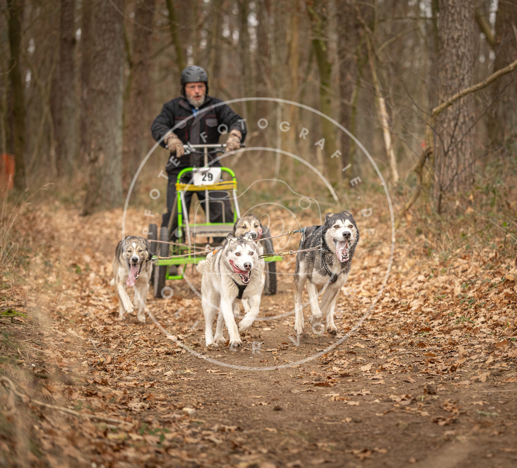 Pfotenfotografie_DV3A8871 | Hundefotografie, Tierfotograf, Pfotenfotografie, Fotoshooting Hund, Hunde Portrait, Hundesport, Hundeportraits, Heideshooting, Hunde, Sportfotograf, Hundefotograf, Turnierhundsport, THS,  - Realisiert mit Pictrs.com
