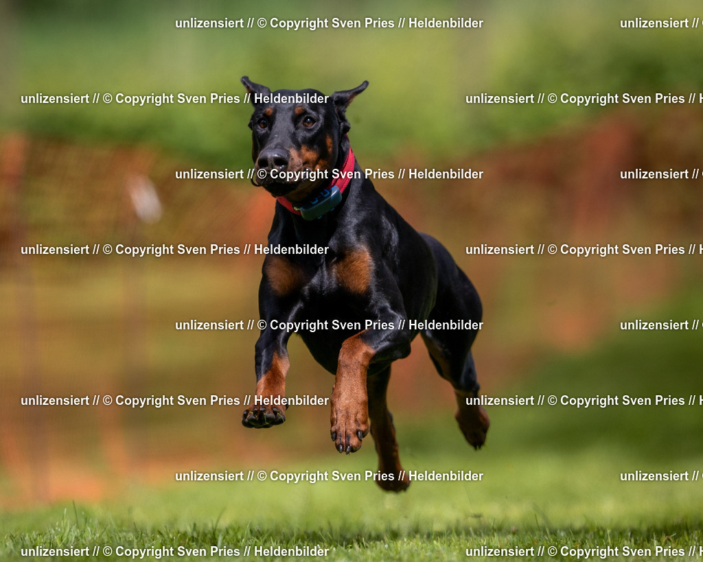 Sven Pries | 2024-04-21 - Hunderennen Baden-Oos
Foto: Sven Pries - Realisiert mit Pictrs.com