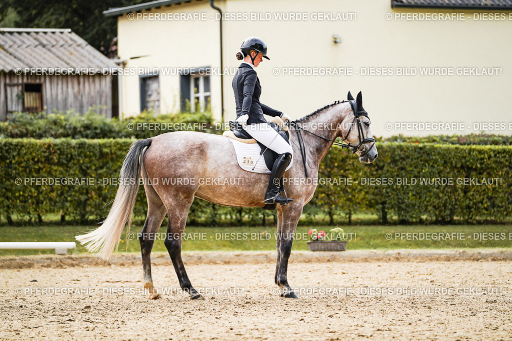 DSC01411 | Pferdegrafie