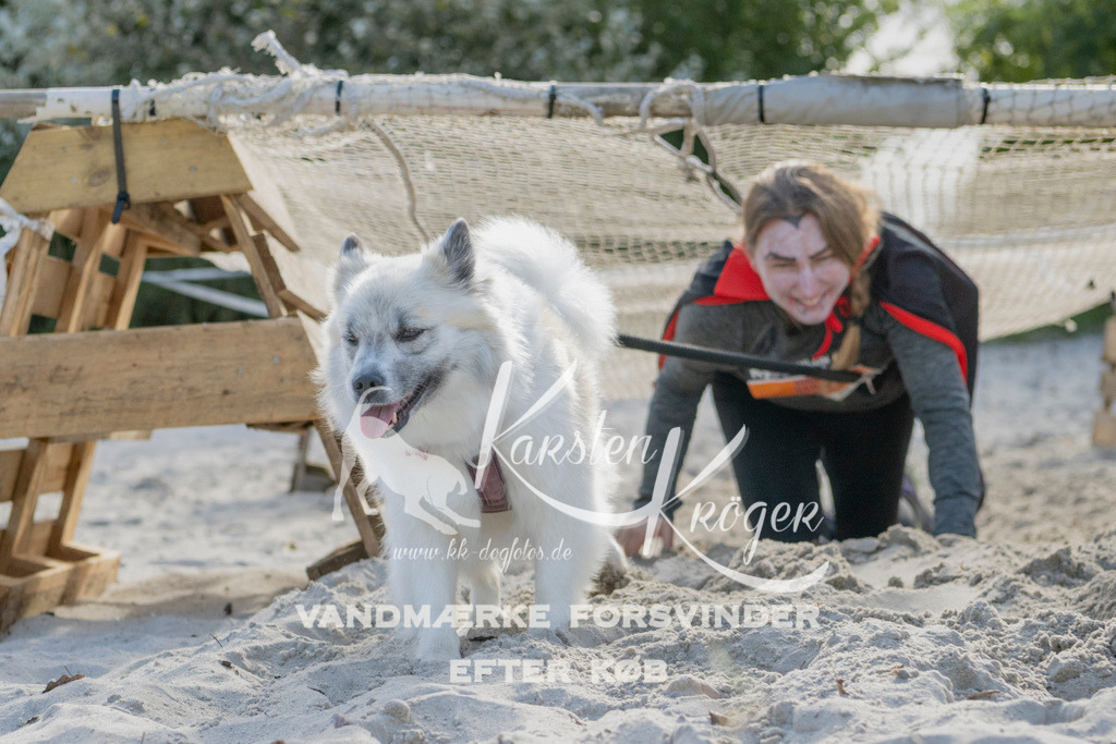 1242_ZZ92700 | kk-dogfotos