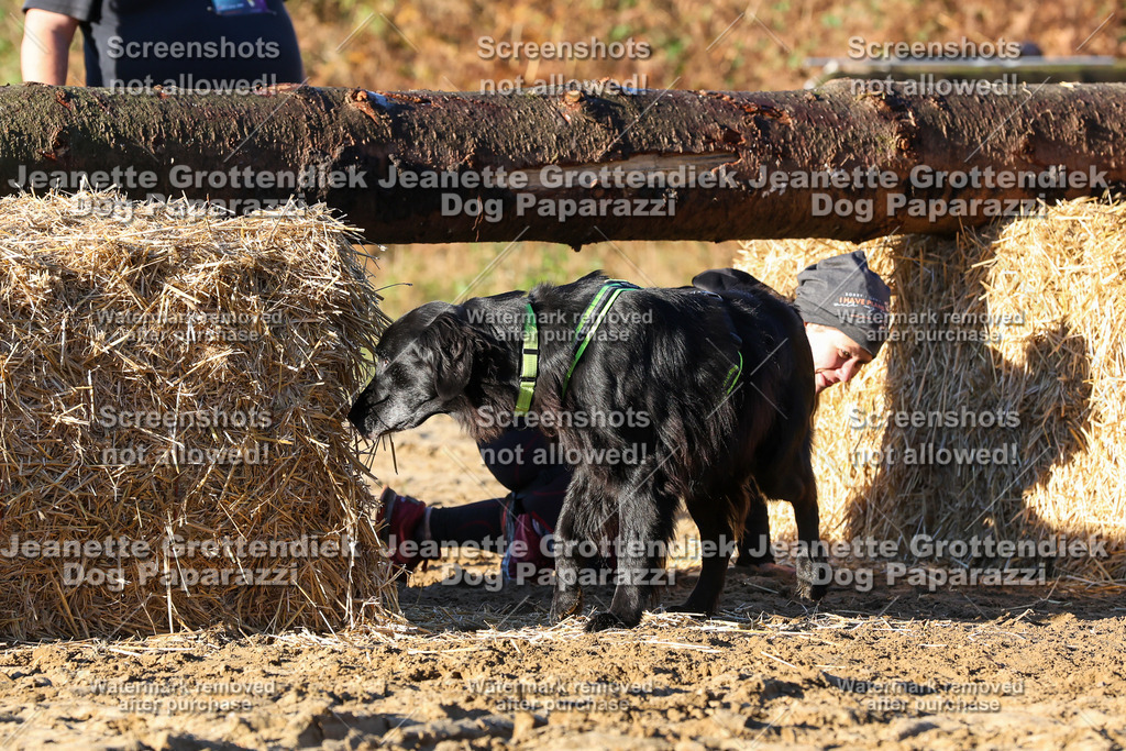 Dog Paparazzi - Strongdog 10-25-1163 | Dog Paparazzi Jeanette Grottendiek Fotografie & Videografie - Realisiert mit Pictrs.com