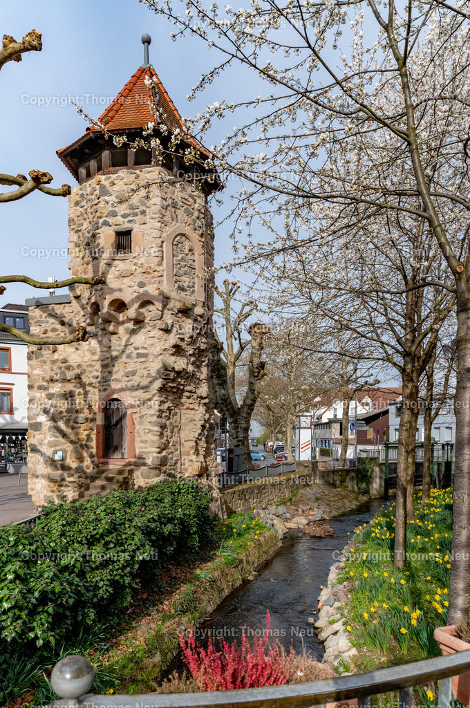 rinnentorturm-bensheim-fruehling-blueten-bergstrasse-Fotografie-Thomas_Neu.jpg-11 | Das Rinnentor in Bensheim, ein Wahrzeichen der Stadt, /Wikipedia: Der Rinnentorturm ist ein Rest der mittelalterlichen Stadtbefestigungsanlage, die im 13. und 14. Jahrhundert zur Sicherung der Stadt Bensheim errichtet wurde. Das Rinnentor, so wird heute vermutet, sollte den westlichen Abfluss der Lauter aus der Stadt heraus sichern. Ursprünglich bestand das Rinnentor aus einem mittleren Baukörper mit hohen Korbbogenöffnungen sowie Schlüsselscharten in der westlichen Mauer des Wehrganges. Im Norden fügte sich der heutige Rinnentorturm an, weiter südlich der Sicherungsbau. In der ersten Hälfte des 18. Jahrhunderts wurde die Lauter nach Norden verlegt und die südliche Stadtmauer abgebrochen, um einen westlichen Stadtausgang zu schaffen. 1885 wurde dann dieses Stadttor auf Betreiben einiger Bürger bis auf den heutigen Rinnentorturm abgebrochen. Als Gründe wurden verkehrstechnische Probleme (eine zu enge Durchfahrt für Kutschen) sowie eine angebliche Baufälligkeit angeführt. Die Stadt Bensheim gab damit eines ihrer Wahrzeichen auf. Ein Verlust, den man bald realisierte und der noch heute im Bewusstsein vieler Bensheimer Bürger vorhanden ist.[1],Bild: Thomas Neu