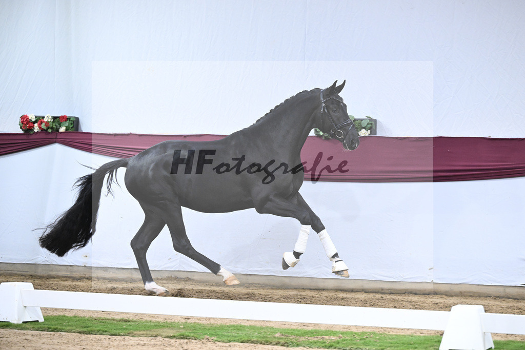 Kat-Nr. 141 Toto jr. x Secret_Bettina Kraft-Pfefferle_47254718 | hf-fotografie - Realisiert mit Pictrs.com