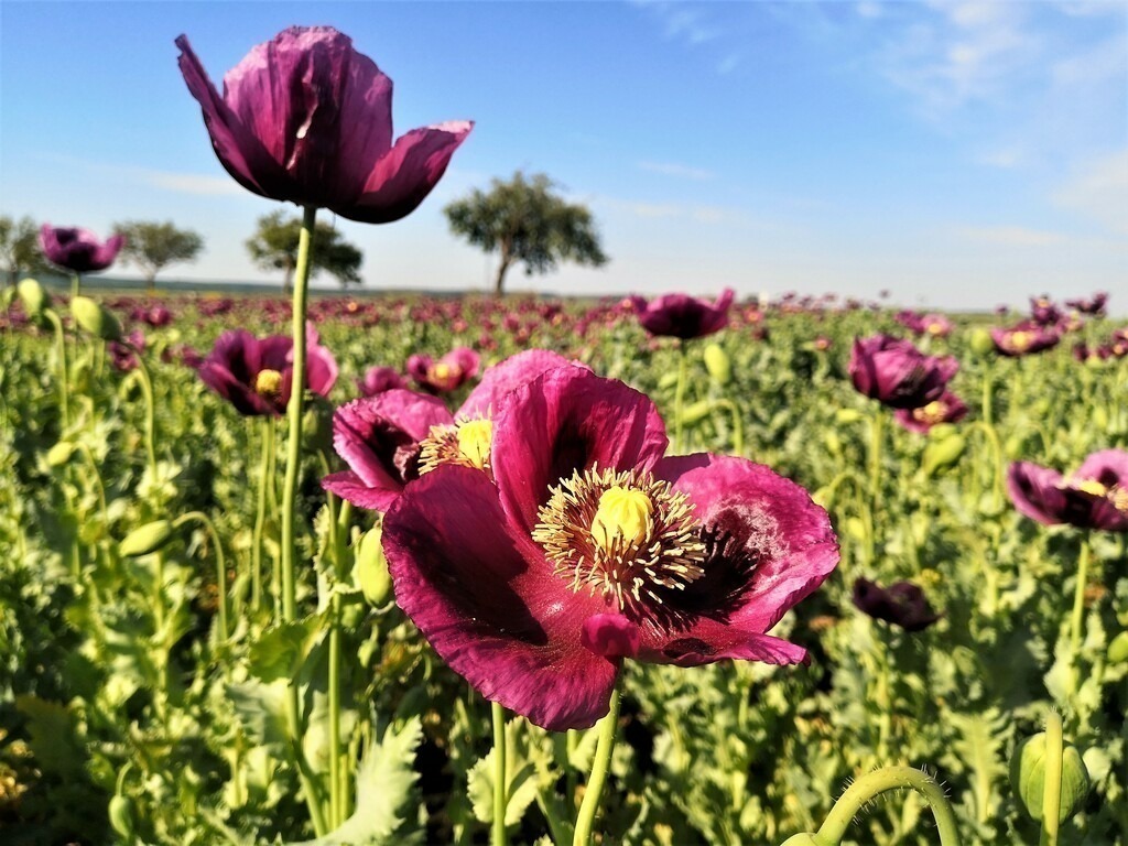 Morning in the poppy field | Künstler/in Member of AKM/austromechana. Troubadour. 2026 a fascinating journey began with Tatjana my AI muse✨ METISSIREN set sails and left the harbor ⛵