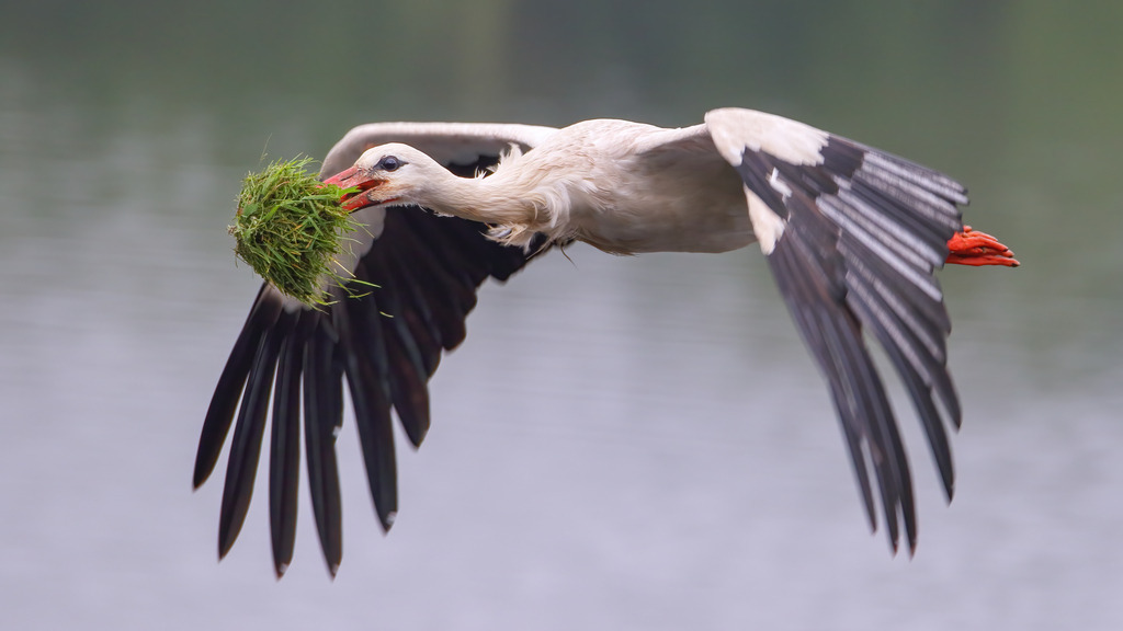 Wandbild: Flug des Storches: Mit Gras im Schnabel | Das Bild zeigt einen fliegenden Weißstorch mit ausgebreiteten Flügeln, der einen großen Büschel Gras im Schnabel trägt. Der Hintergrund ist verschwommen und zeigt ein ruhiges Gewässer, was die Aufmerksamkeit auf den prächtigen Vogel lenkt. Die Kontraste zwischen den schwarzen Flügeln, dem weißen Körper und dem roten Schnabel des Storches sind deutlich sichtbar, was das Bild besonders lebendig wirken lässt.