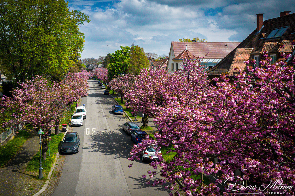 Die Ritterstrasse in Mainz | Die Ritterstrasse in Mainz im Frühling mit blühenden Bäumen