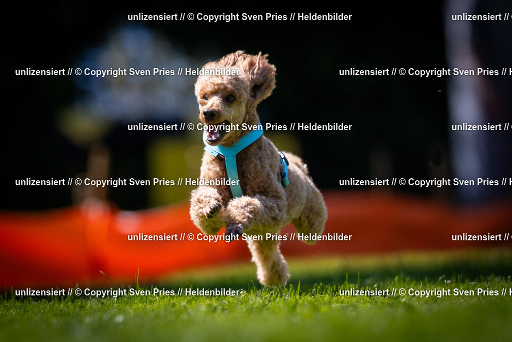 Sven Pries | 2025-08-10 - Hunderennen Durlach - Realisiert mit Pictrs.com