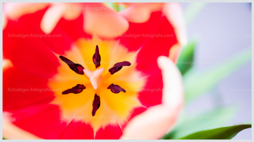 Tulpen | Die Tulpen bilden eine Pflanzengattung in der Familie der Liliengewächse. Die etwa 150 Arten sind in Nordafrika und über Europa bis Zentralasien verbreitet. Zahlreiche Hybriden werden als Zierpflanzen in Parks und Gärten sowie als Schnittblumen verwendet. Wikipedia - Realisiert mit Pictrs.com