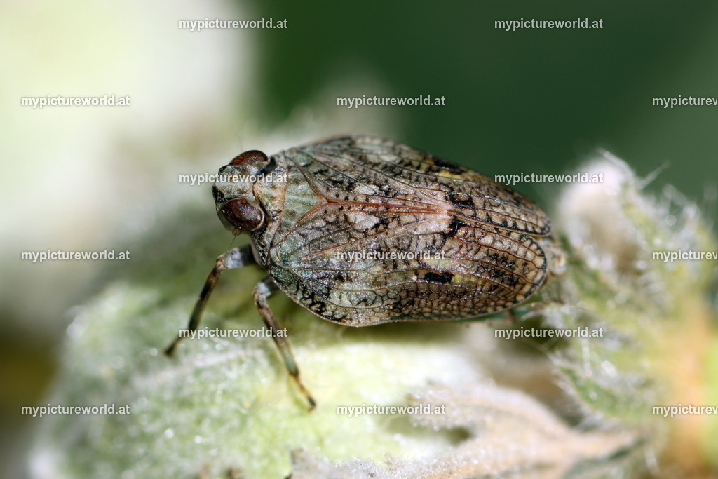 Issus coleoptratus-001 | Das Bilderarchiv über Tiere, Planzen und Landschaften. In der Bilddatenbank finden Sie ein große Auswahl an hochwertigen Bilder für Ihre Werbung - Realisiert mit Pictrs.com