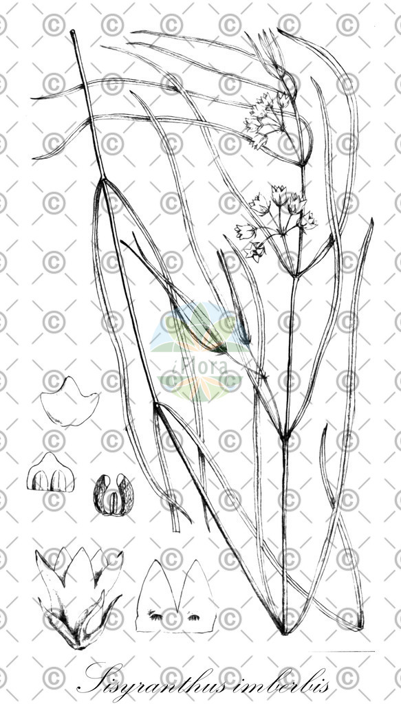 HistAbb_EMP_107938_SRC_Winkler_1853_FLORAD_SIMPLE | Historische Abbildung von Sisyranthus imberbis - Apocynaceae | Historical Illustration of Sisyranthus imberbis - Apocynaceae