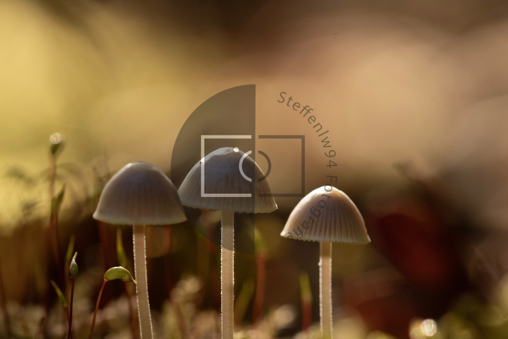 Pilz Trio im Wald Wandbild | Ich bin Fotograf und auf meiner Webseite hast du die Möglichkeit meine fotografie als Wandbilder druckfertig für dein Zuhause zu bestellten. - Realisiert mit Pictrs.com