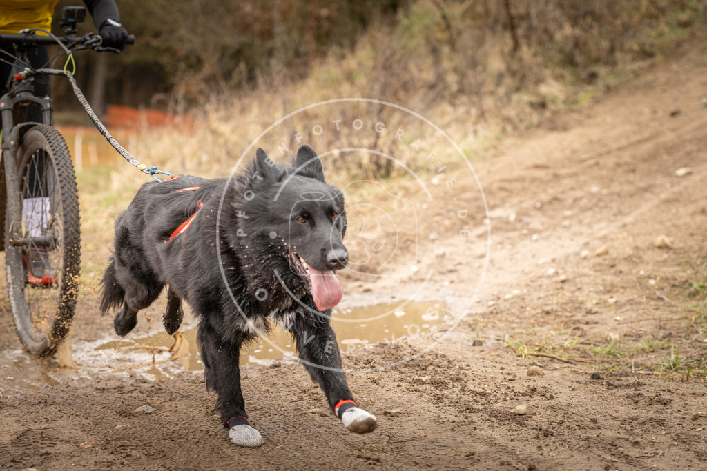 DV3A0914 | Hundefotografie, Tierfotograf, Pfotenfotografie, Fotoshooting Hund, Hunde Portrait, Hundesport, Hundeportraits, Heideshooting, Hunde, Sportfotograf, Hundefotograf, Turnierhundsport, THS,  - Realisiert mit Pictrs.com