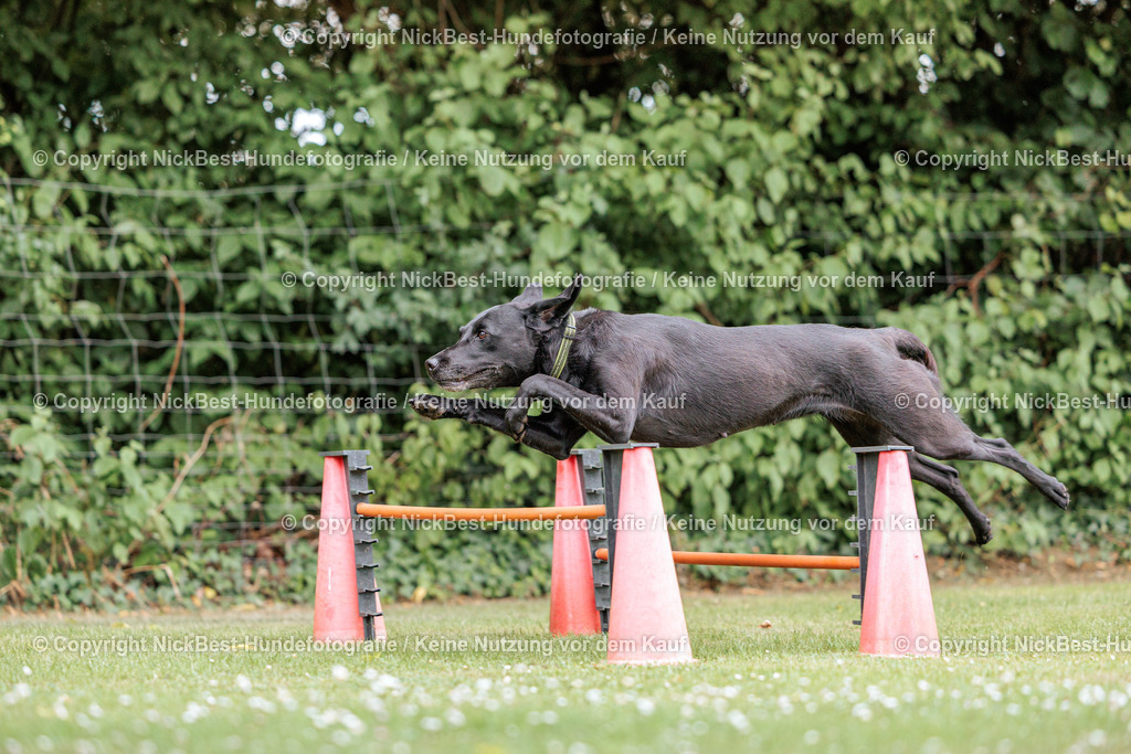 THS-Quakenbrück-2026-Nickbest-Hundefotografie-3225 | Dein Hund! Dein Moment! Deine Erinnerungen! Hundefotografie in Bremen Blumenthal. Ich fange die besonderen Momente deines Vierbeiners ein – ob Indoor mit Blitzanlage oder in der freien Natur. Sicher dir dein Moment und dein Termin für eure Erinnerungen.