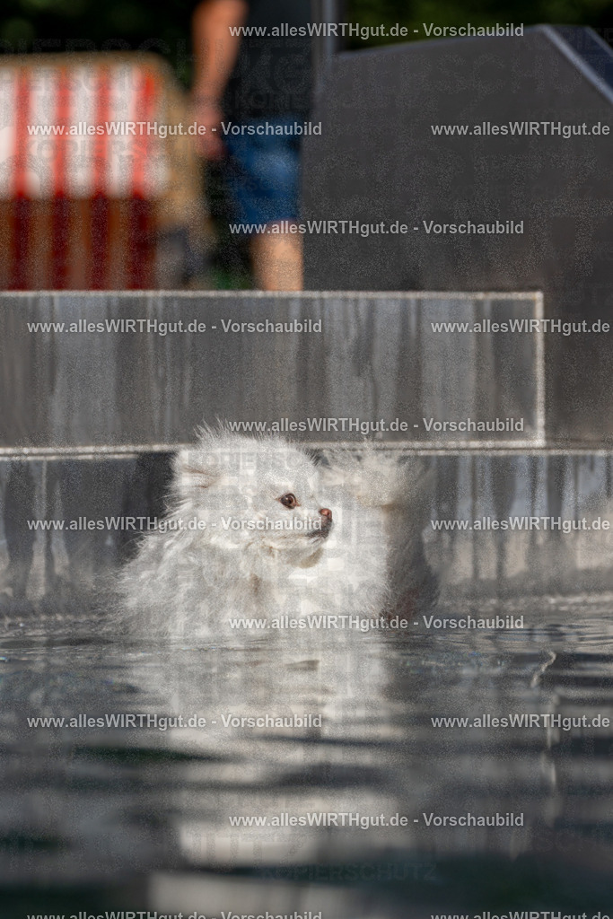 Hundeschwimmen_Volksbad_2026-allesWIRTHgut_Tierfotografie-2609061252-FAY06592 | Professionelle Tierfotografie in Mönchengladbach von Daniel Wirth (allesWIRTHgut). Liebevolle & natürliche Bilder von Hunden & Katzen für unvergessliche Erinnerungen.