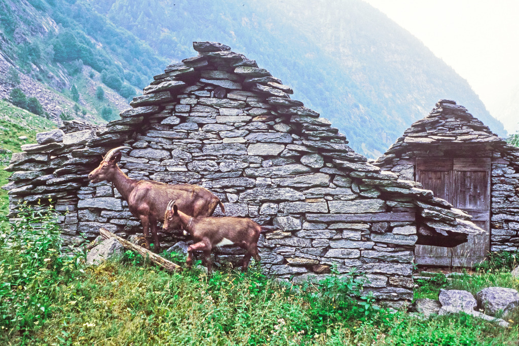 Lavertezzo_14526a | ZIegenidylle mit typischen Steinhaus im Valle Verzasca, Tessin