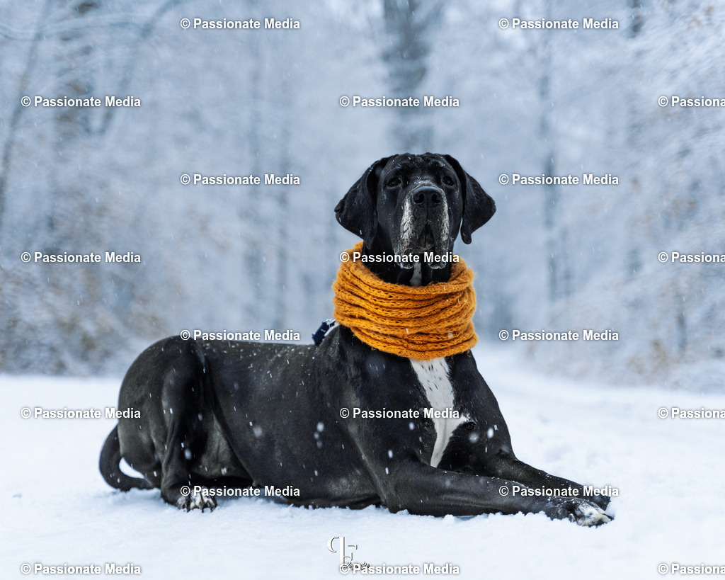 _DSC1347 | Passionate Media, dein Fotograf aus Brandenburg, Märkisch Oderland, im Bereich Motorsport, Autos und Motorräder sowie Events und auch Hunde. Shootings oder auch Eventbegleitungen können bei mir gebucht we