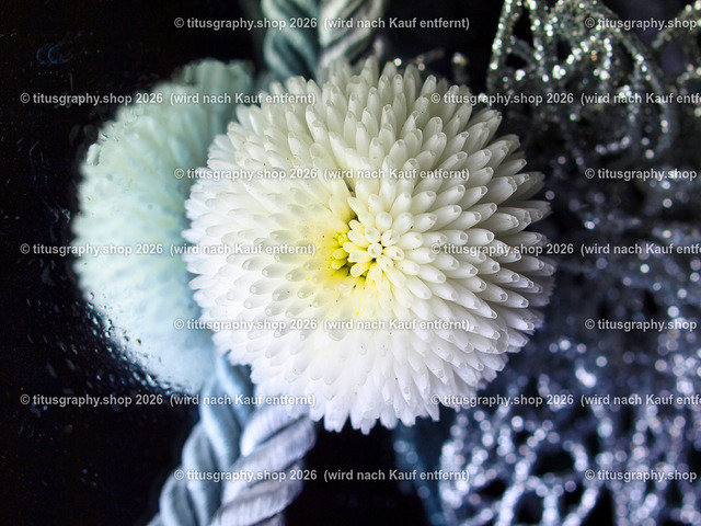 titusgraphy_P5106791-vz-ln | titusgraphy-shop: Geschenkideen mit Qualitätsfotos. titusgraphy-shop: gift ideas with quality photos. titusgraphy-shop: idées cadeaux avec photos de qualité.  - Realisiert mit Pictrs.com