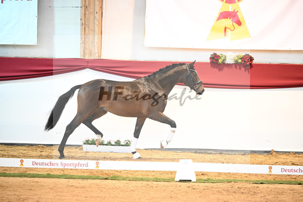 Kat-Nr. 7 Bon Vivaldi x Florencio I_Kornes_43231770 | hf-fotografie - Realisiert mit Pictrs.com