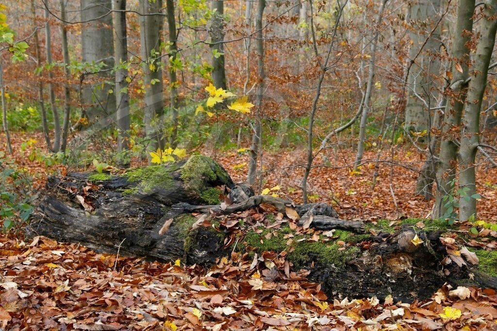 NatureArt-KLÜTLAUB_3225a | Sie ruht im Herbstwald | #004 | Modell: Tatjana Heinz | Foto: Tschiponnique Skupin - Realisiert mit Pictrs.com
