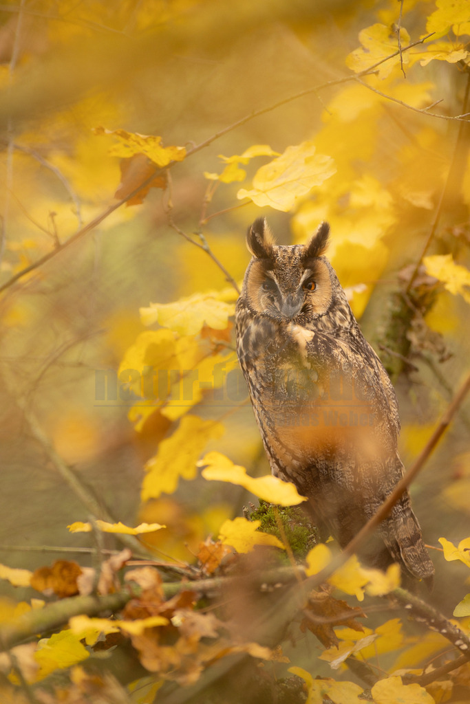 R5NF8050_20241116 | Die Waldohreule ist kleiner, schlanker und hat längere Flügel als der dickköpfige Waldkauz. Sie besitzt außerdem Federohren, der Waldkauz hingegen nicht.
Die Waldohreule hat orange- bis feurig-gelbe, der Waldkauz schwarze Augen. - Realisiert mit Pictrs.com