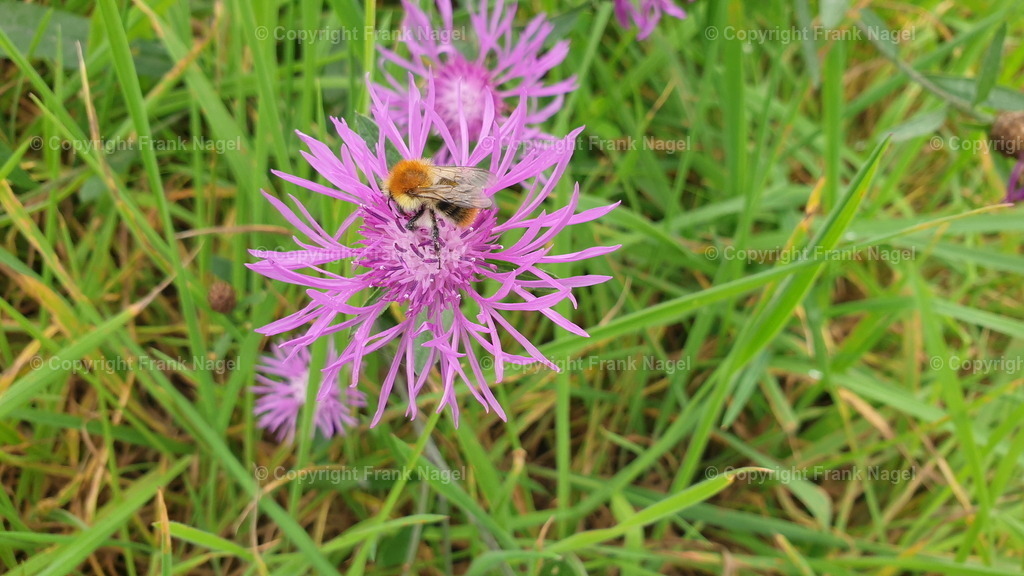 Wiesenflockenblume mit Ackerhummel | Ackerhummeln sind Pflanzenbestäuber und ernähren sich von Nektar und Pollen von verschiedenen Blütenpflanzen. Sie sind wichtige Bestäuber für viele Nutzpflanzen. Die Wiesenflockenblume ist eine wichtige Nahrungsquelle für viele Insekten, insbesondere für Schmetterlinge, Honigbienen und Hummeln. Sie ist eine Heilpflanze. - Realisiert mit Pictrs.com