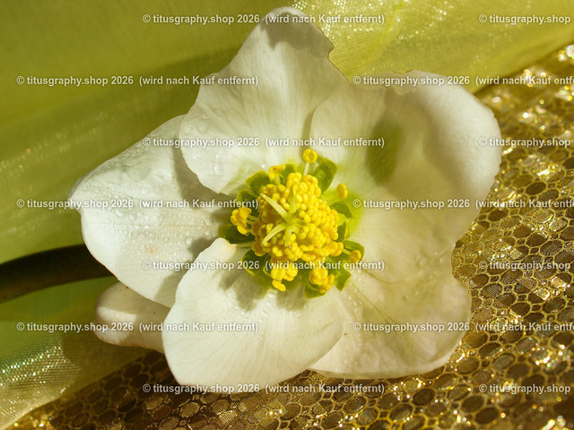 titusgraphy_P2244275-vz-ln | titusgraphy-shop: Geschenkideen mit Qualitätsfotos. titusgraphy-shop: gift ideas with quality photos. titusgraphy-shop: idées cadeaux avec photos de qualité.  - Realisiert mit Pictrs.com