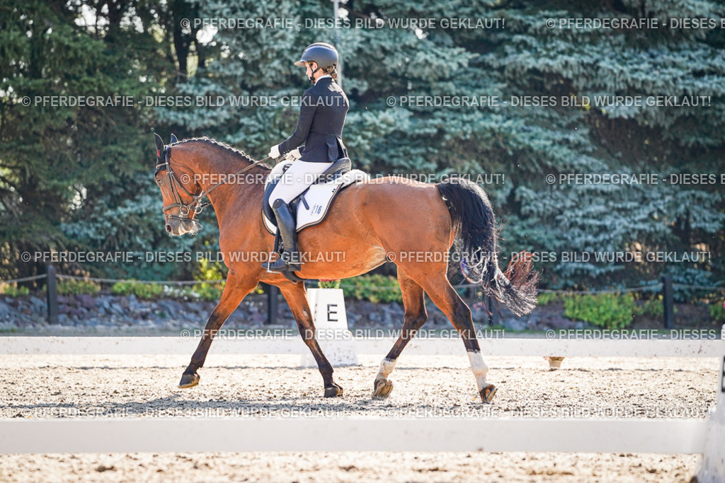 DSC09668 | Pferdegrafie