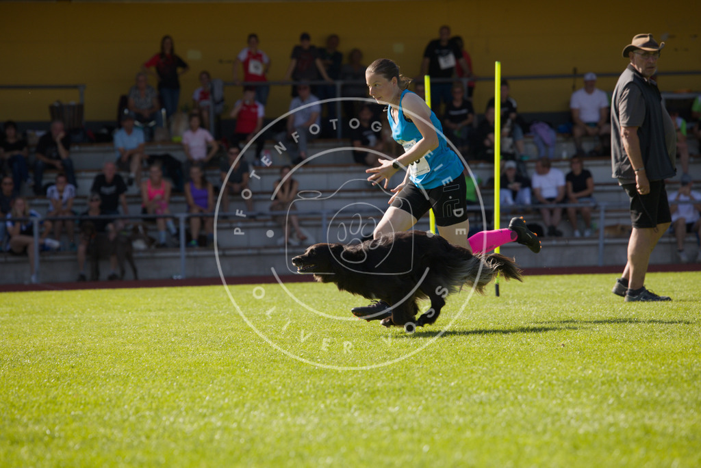 0L8A8186 | Hundefotografie, Tierfotograf, Pfotenfotografie, Fotoshooting Hund, Hunde Portrait, Hundesport, Hundeportraits, Heideshooting, Hunde, Sportfotograf, Hundefotograf, Turnierhundsport, THS,  - Realisiert mit Pictrs.com