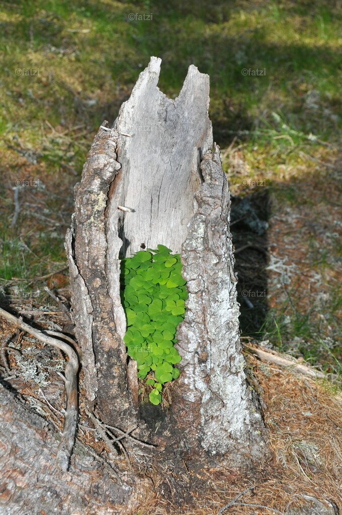 Gerlitzen-Kleebaum12_005 | Fatzi Bilder-Archiv! 
Die Bilder sind für private Nutzung lizenzfrei. Die kommerzielle Nutzung ist möglich und erwünscht, jedoch bitte ich um vorherige Kontaktaufnahme per E-Mail (info@fatzi.at) oder unter +43 650 7828269 - Realisiert mit Pictrs.com