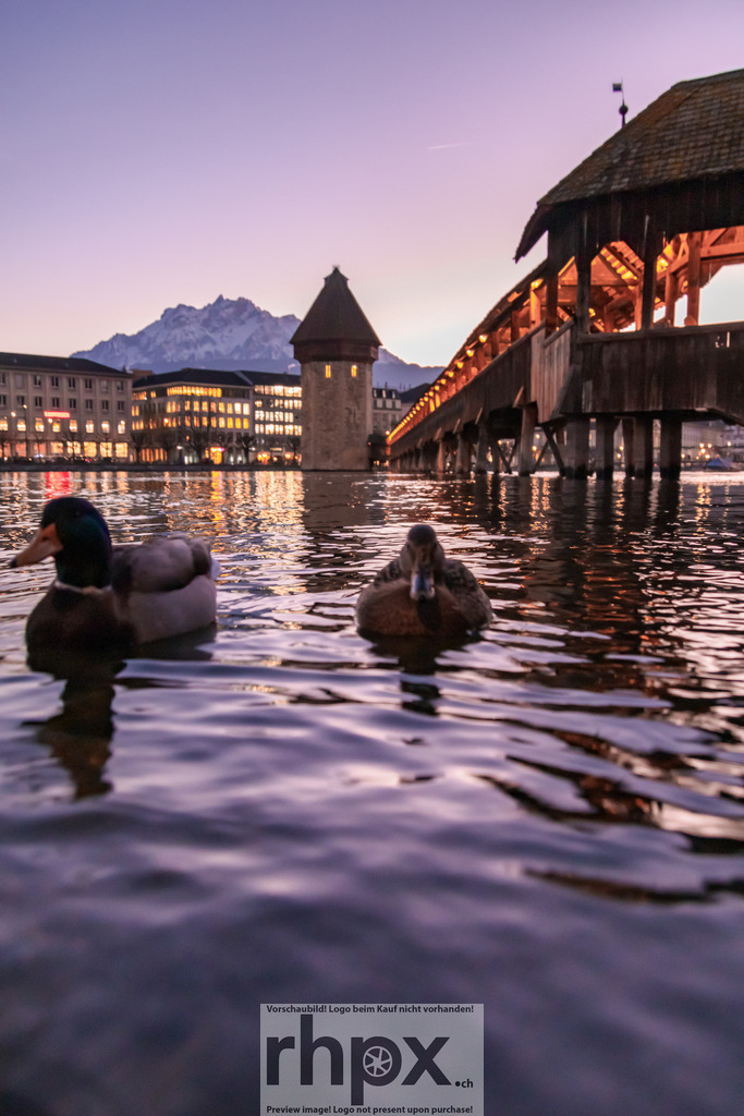 Enten vor der Kapellbrücke in Luzern | Die sanften Spiegelungen auf dem Wasser kommen auf Acrylglas oder Alu-Dibond besonders gut zur Geltung. Wähle unter 'Produktauswahl' dein Wunschformat oder entdecke weitere Optionen wie Puzzle und Downloads. - Realisiert mit Pictrs.com