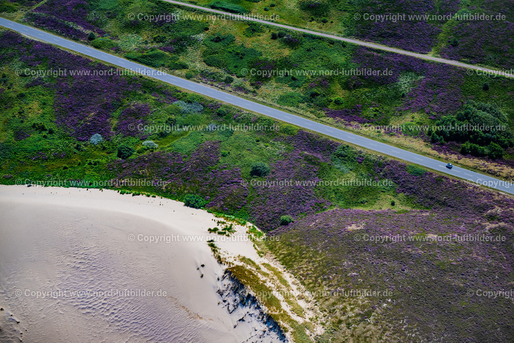 Sylt_List_Wanderdüne_Horst_ELS_3567130825 | LIST AUF SYLT 13.08.2025 Sandaufschüttungen einer Wanderdünenfläche in der Nordsee an der Listlandstraße in List auf Sylt im Bundesland Schleswig-Holstein, Deutschland. // Sand deposits of a shifting dune area in the North Sea on street Listlandstrasse in List auf Sylt in the state Schleswig-Holstein, Germany. Foto: Martin Elsen