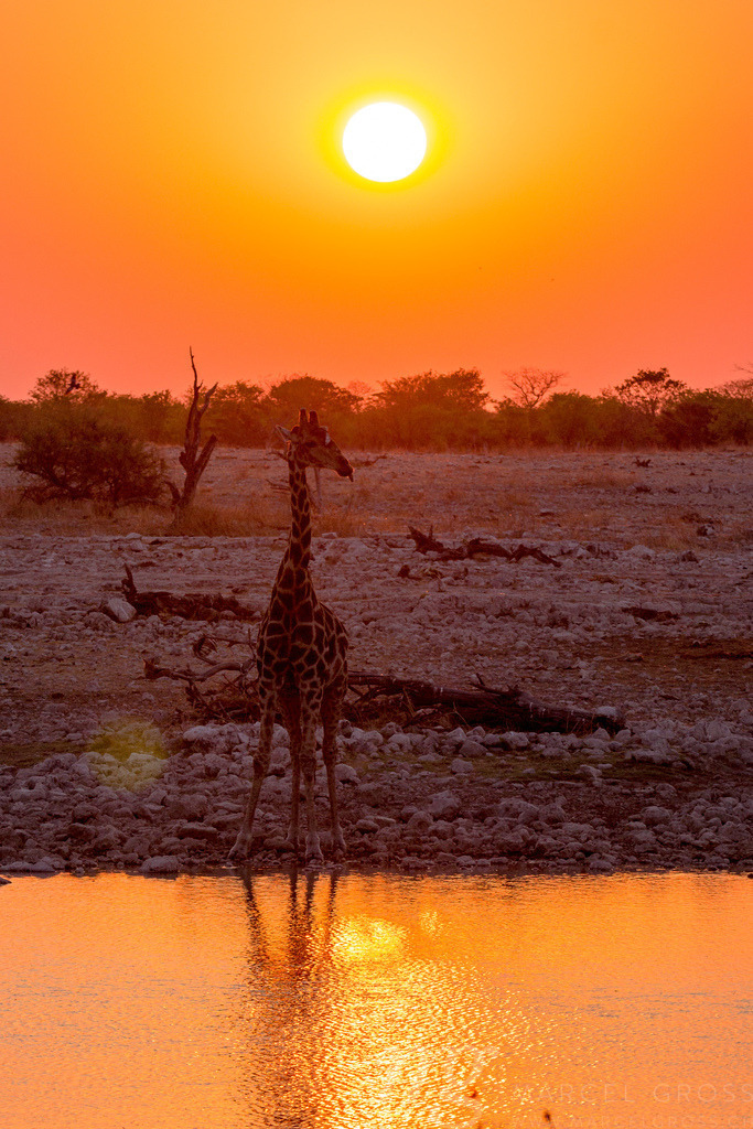 the magic of an african safari | a giraffe drinking at a waterhole in Etosha National Park, Namibia - Realisiert mit Pictrs.com